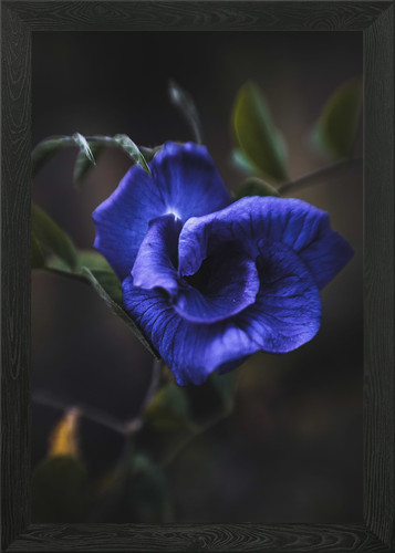 Butterfly pea blue framed - butterfly,