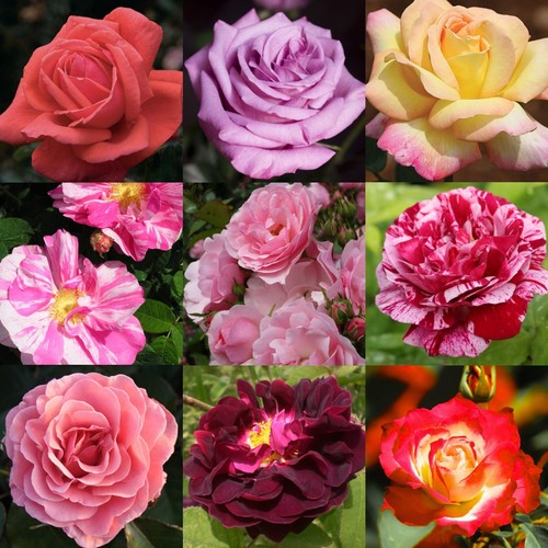 Rose bush plant hardy - plant,