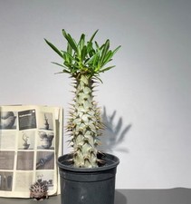 Pachypodium ambongense WYSIWYG
