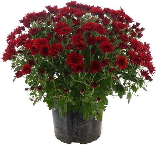 Chrysanthemum red 4l pot - 4l,