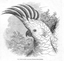 The Amber Crested Cockatoo -