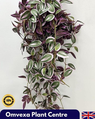 Artificial wandering jew - artificial,