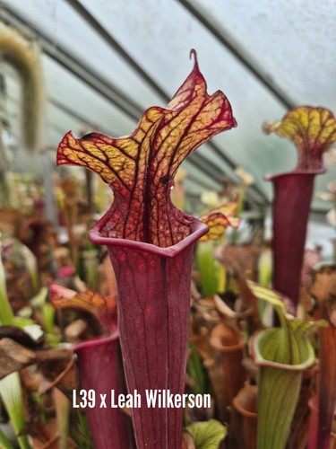 Sarracenia l39 leah - (l39, x