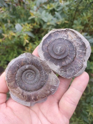 Dactylioceras tenuicostatum - dactylioceras,
