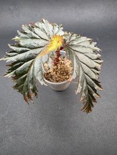 Begonia sp Miri Rooted Plant