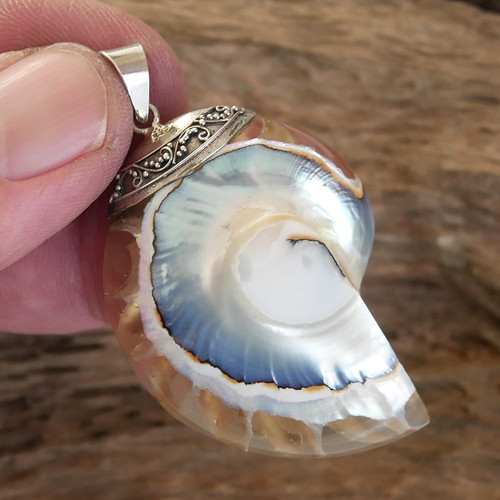 Large clear nautilus - clear, shell