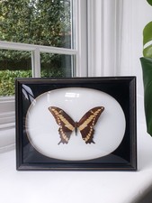 Vintage Butterfly Taxidermy Convex Glass Frame Wall Art Home Decor Specimen