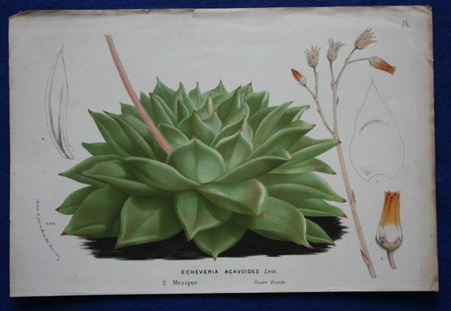 Genuine antique botanical