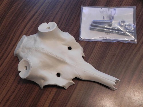 Fallow deer stag faux skull - fallow,