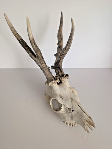 Large new forest roe - large,