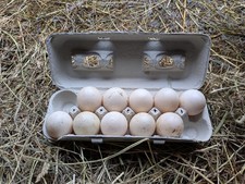 10 Fertilized Muscovy Duck