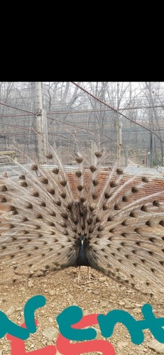 Bronze peafowl peacock - peafowl,
