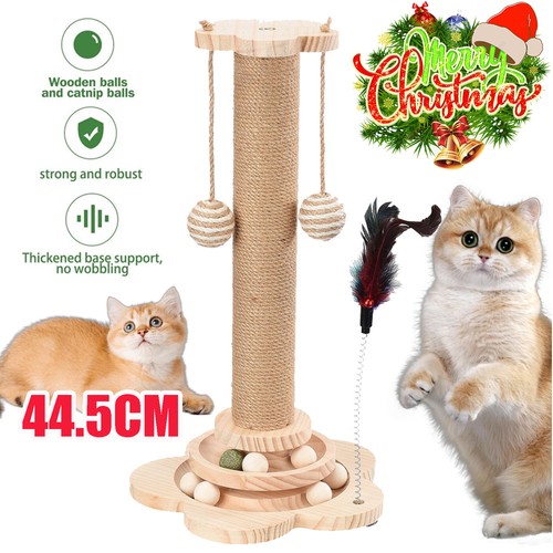 Cat kitten scratching - cat,