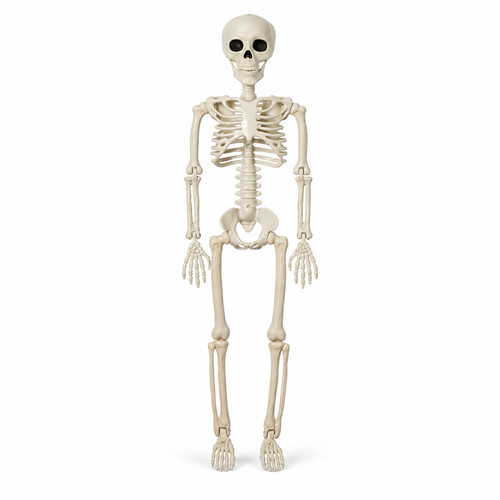 Full size halloween skeleton - size,