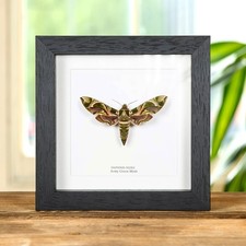 Army Green Taxidermy Moth