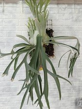 Platycerium Willinckii