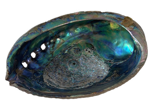 Large natural abalone shell - natural,
