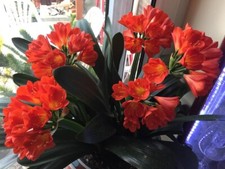 Clivia Miniata Orange Mature