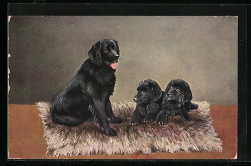 Newfoundland bitch with two