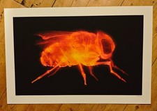 Shok1 Shok-1 X Fly Fire Print Embossed Signed Numbered /50 Certificate 2015