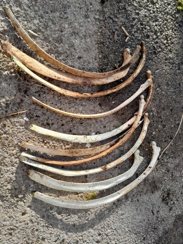 Horse ribs bones craft - horse,