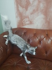 Taxidermy full size fox