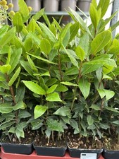 1 X LAURUS 'NOBILIS' EVERGREEN