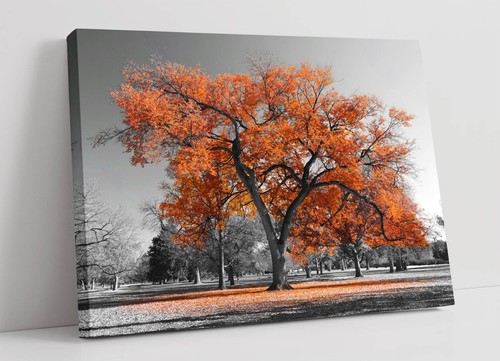 Orange tree black white - orange,