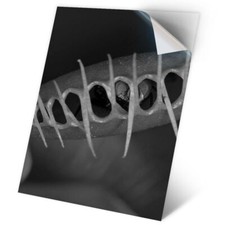 1 x Vinyl Sticker A2 - BW - Venus Flytrap Plant Nature Garden #43707