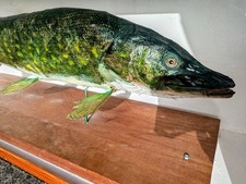 Taxidermy Pike In Wooden Display Case- Taxidermy Fish 