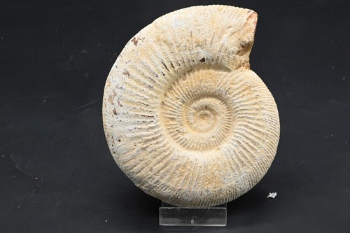 Ammonite perisphincts - ammonite,