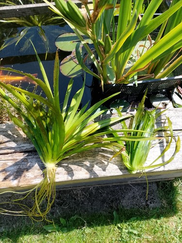 Stratiotes aloides water - aloides,