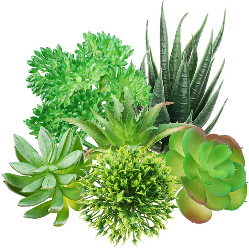 Quozuo green succulent plants - quozuo,
