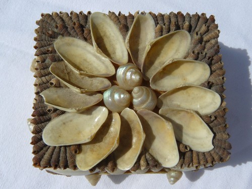 Small vintage sea shell