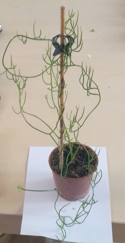 Bowiea volubilis climbing - bowiea,