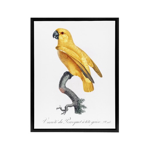 Lutino senegal parrot francois - senegal,
