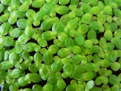 Duckweed live aquatic plants - duckweed,