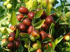 Rare Jujube Ziziphus Jujuba Date Bonsai Fruit Tree – 15 Viable Seeds