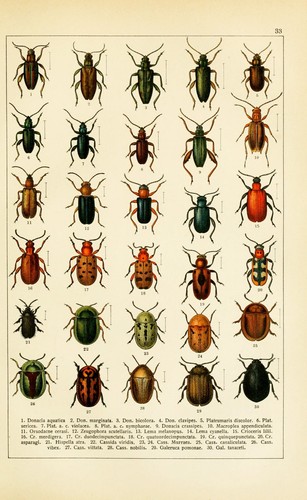 Leaf beetles print vintage - leaf,