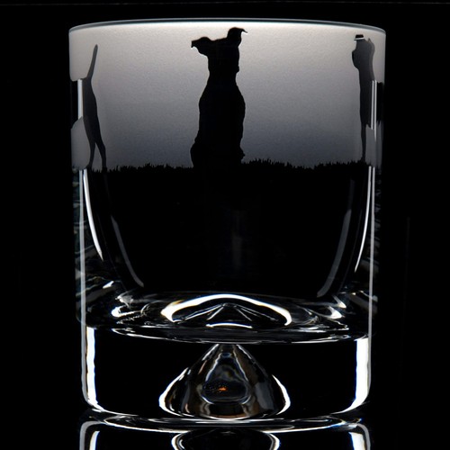 Jack russell dog - jack,