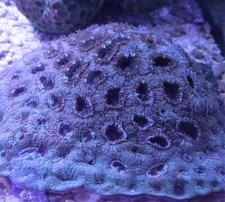 Coral frags LPS Torch gold