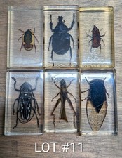 Real Life Bugs & Insects