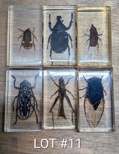 Real life bugs insects - life,