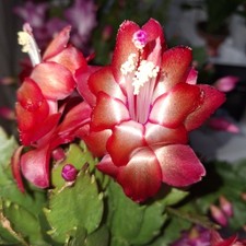 Red Christmas Cactus |