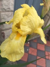 Two Yellow Bearded iris