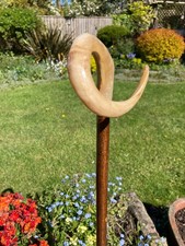 Lovely Rams Horn CURLY crook