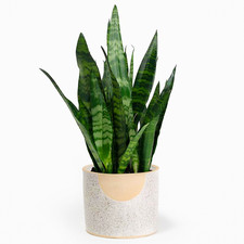 Sansevieria Black Coral |