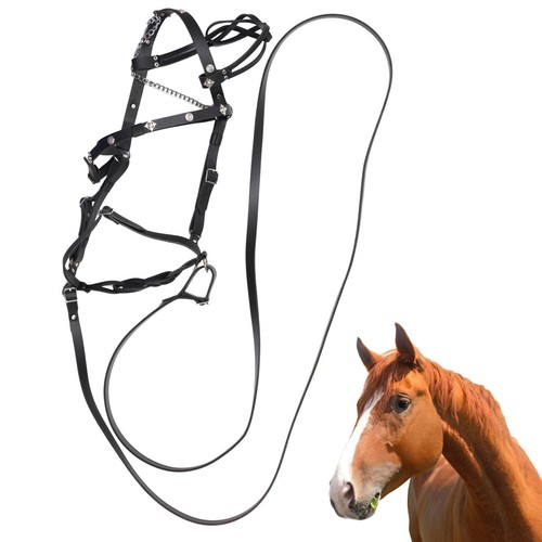 Horse halters and - horse, lead