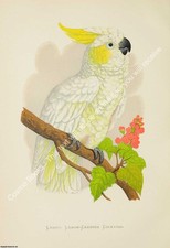 LARGE PRINT - PARROTS IN