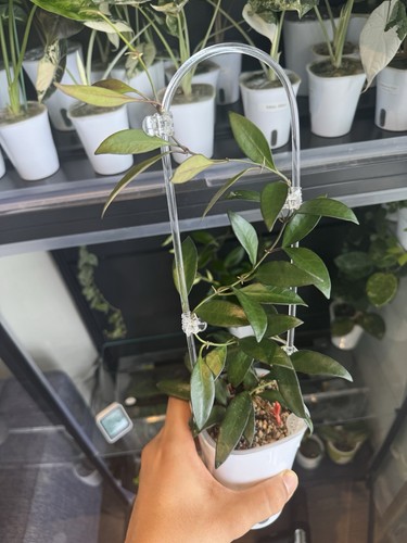 Hoya rosita large - rosita, –